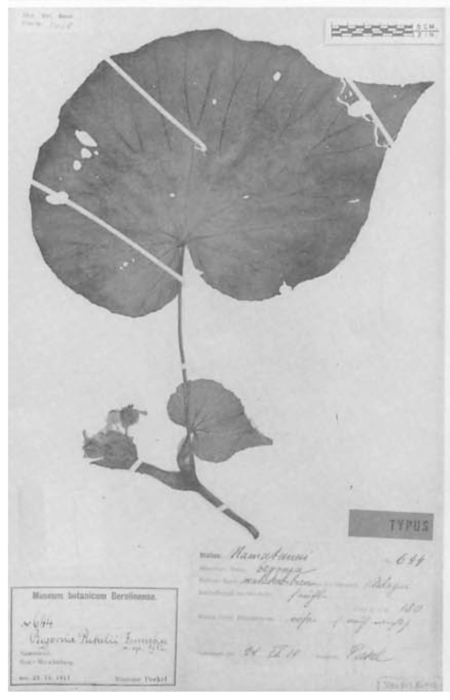 B. peekelii